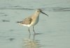 Curlew Sandpiper at Wakering Stairs (Steve Arlow) (55160 bytes)